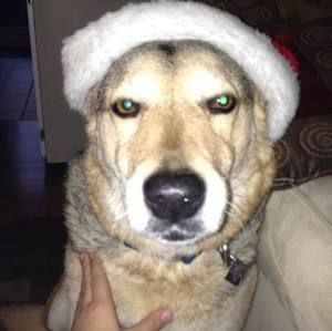 Meet your Posher, Ellen